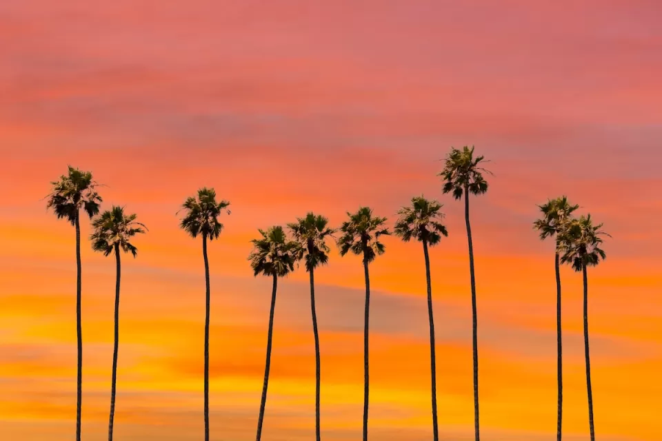 Row of tall palm trees in Los Angeles against sunset sky.